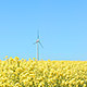 Windmill Behind Rapeseed Field - VideoHive Item for Sale
