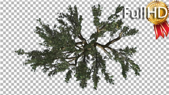 Cedar of Lebanon Tree Crown Top Down Tree Swaying