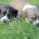 Two Little Puppy Dogs Lying On The Grass - VideoHive Item for Sale