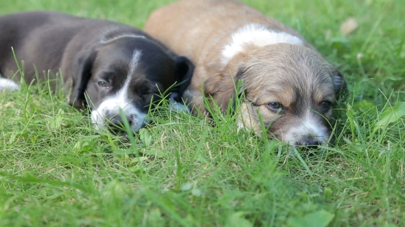 Two Little Puppy Dogs Lying On The Grass