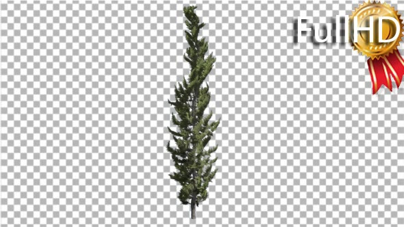 Hollywood Juniper Thin Coniferous Evergreen Shrub alt