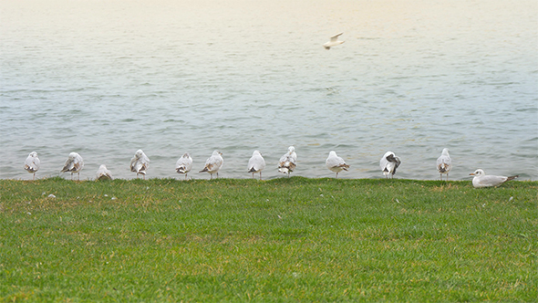 Seagulls Resting on Grass Near Water 1