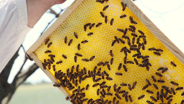 Beekeeping. Working Bees On The Honeycomb With Sweet Honey. Honey Is Bee Keeping Healthy Produce