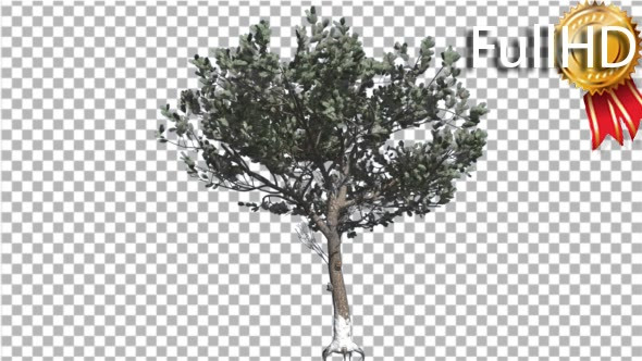 Italian Stone Pine Thin Tree in Winter Coniferous