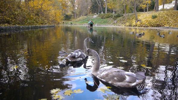 Funny Gray Swans On A Pond