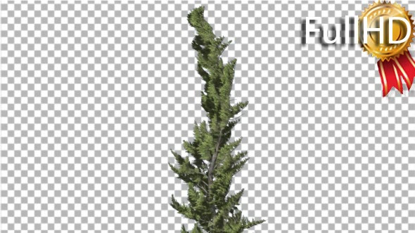 Hollywood Juniper Curved Coniferous Evergreen alt