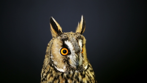  Portrait of Young Long-eared Owl 2