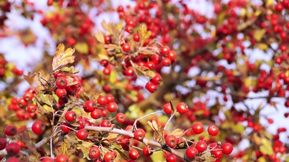 Common Hawthorn in Autumn on a Sunset.