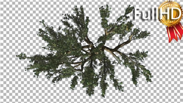 Cedar of Lebanon Tree Crown Top Down is Swaying alt
