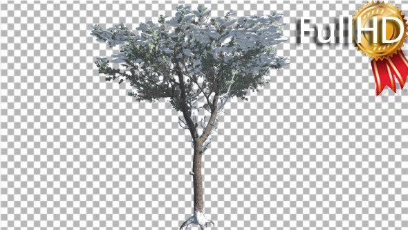 Italian Stone Pine Snow on a Crown of Small Tee alt