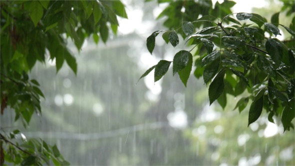 Summer Rain On The Leaves Of A Tree alt