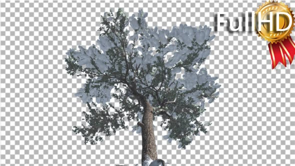 Italian Stone Pine Snow on a Branches Down up alt