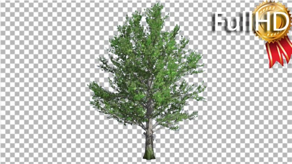 Sugar Maple Tree is Swaying at the Wind Green alt