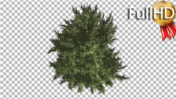 Hollywood Juniper Tree Crown Top Down Coniferous alt