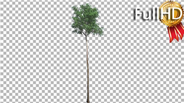 Flooded Gum Tree Thin Tall Tree Trunk Green alt