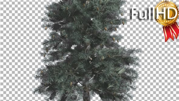 Blue Spruce Thin Tree in Winter or Summer Middle