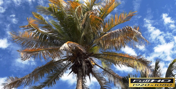 Palm Tree | Full HD