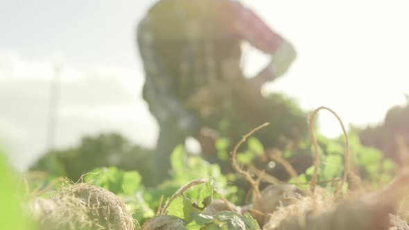 Mature man working on farm