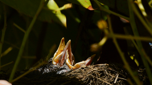 Baby Birds in a Nest in Tree