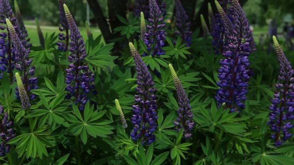 Lavender In My Garden