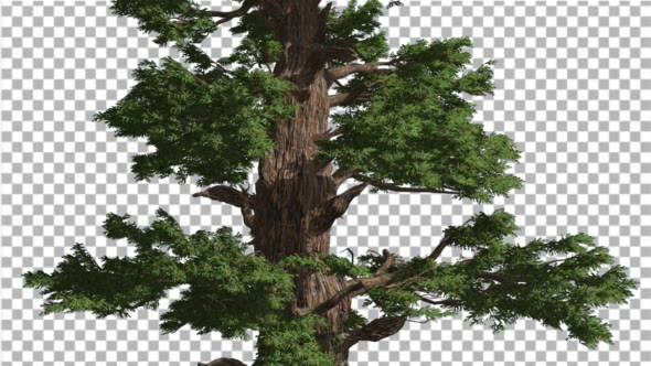 Western Juniper Trunk and Green Branches alt