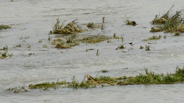 Bird Wader in a River