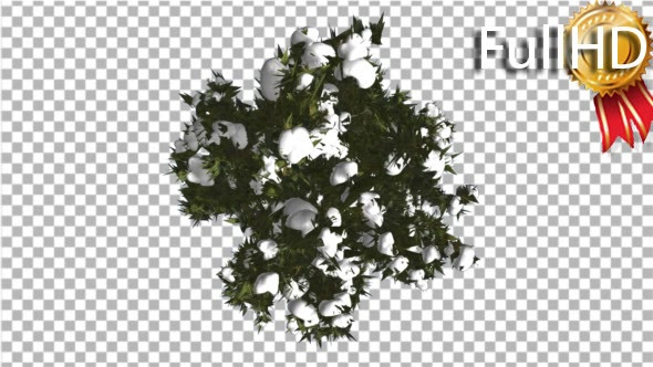 Fir Top Down Douglas Fir Snow on Tree Branches alt