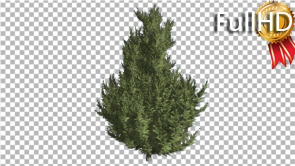 Hollywood Juniper Branchy Tree Coniferous