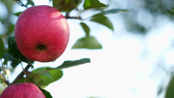 Beautiful Red Apple on a Tree