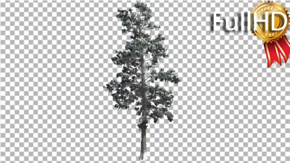 Eastern White Pine Snow on a Branches Thin Tree alt