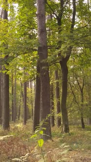 Vertical Video Autumn Forest By Day