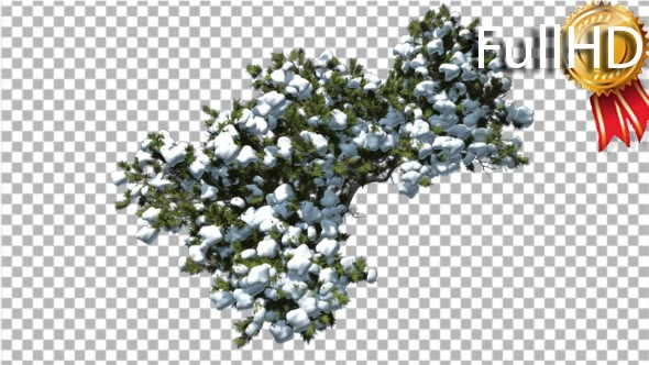 Monterey Cypress Crown Covered With Snow Top Down alt