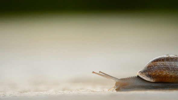 Snail Walking Slow on the Asphalt at Sunset