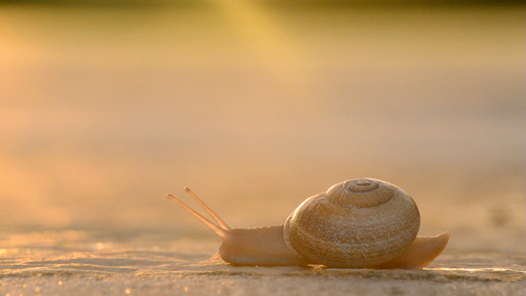 Snail Sliding Slowly at Sunset on the Asphalt