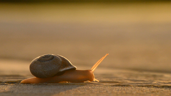Snail Sliding Slowly at Sunset