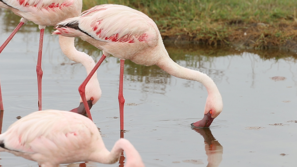 Flamingos Feeding at Lake Nakuru