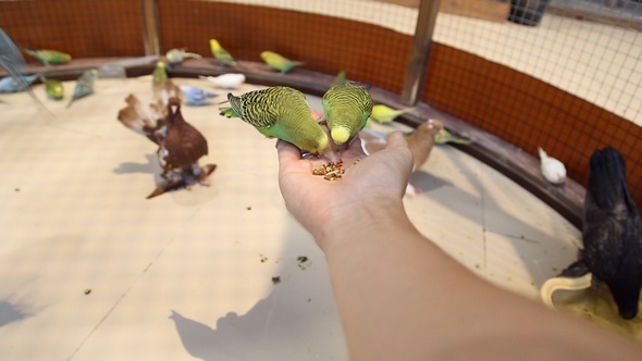 Birds Parrots Sit on Hand and Eat