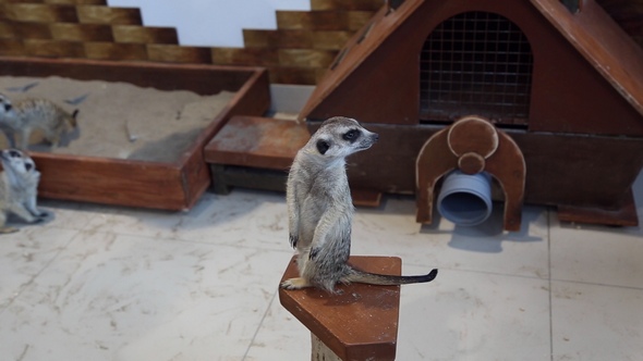 Meerkat in the Petting Zoo