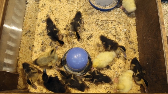 Ducklings in the Petting Zoo