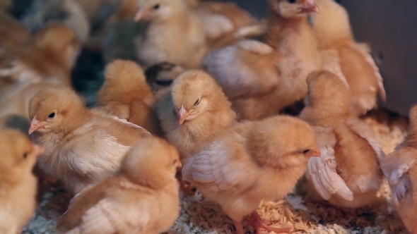 Chickens in the Petting Zoo