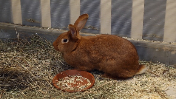 Red Rabbit in the Petting Zoo