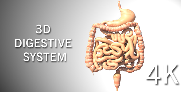 3D Digestive System alt