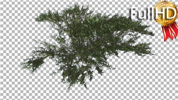 Umbrella Thorn Top Down Tree is Swaying at the alt