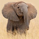 Baby Elephant In Africa