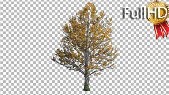 Sugar Maple Tree is Swaying at the Wind Yellow alt