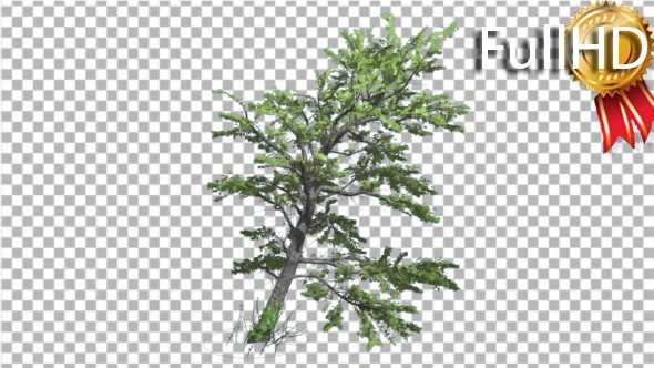 Plitvice Maple Tree Cut of Chroma Key Swaying alt