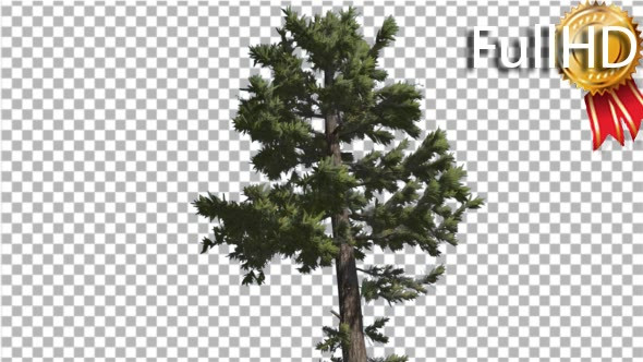 Douglas Fir Tall Thin Tree Winter or Summer Tree
