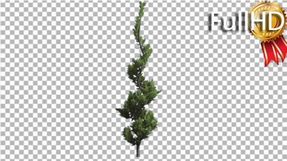 Hollywood Juniper Curved Thin Tree Coniferous alt