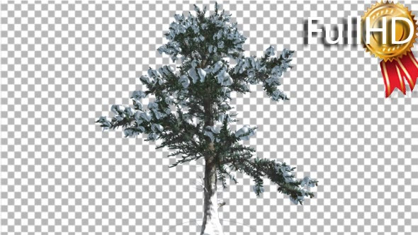 White Fir Snow on a Branches Small Coniferous alt