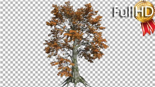 Sassafras Tree is Swaying at the Wind Yellow Tree alt